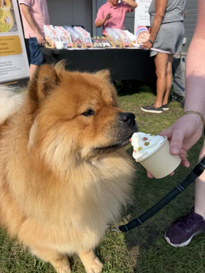 Chow-chow qui goûte un Pupfettis, notre coupe gourmande pour chiens