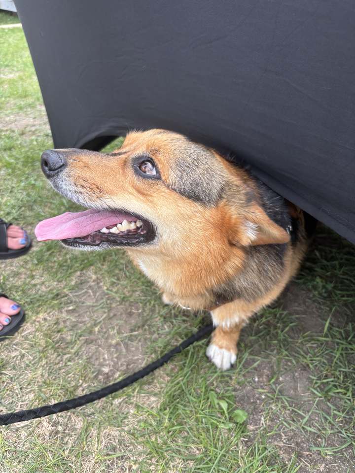 Corgi qui pointe le museau sous la nappe du kiosque