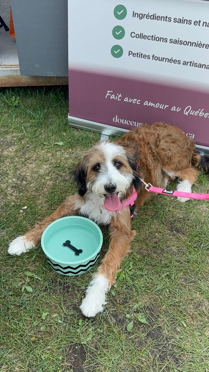 Chien bouclé couché devant son bol d'eau