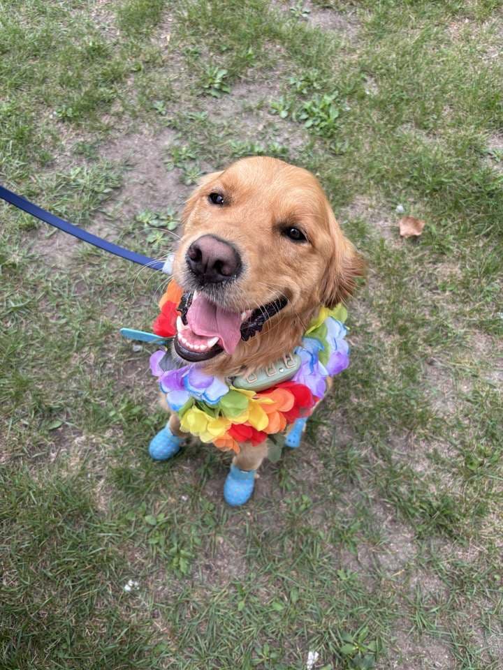 Golden retriever souriant, collier de fleurs au cou et bottillons bleus aux pattes