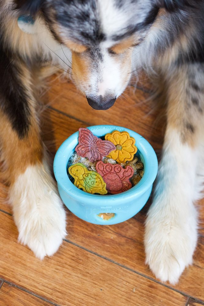 Dog with its muzzle deep in a bowl of butterfly and flower shaped cookies