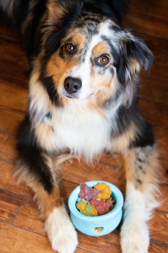 Australian shepherd lying attentively in front of a turquoise bowl filled with colourful cookies