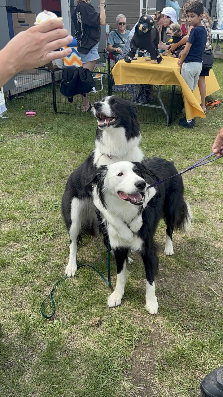 Deux borders collies côte à côte devant le kiosque