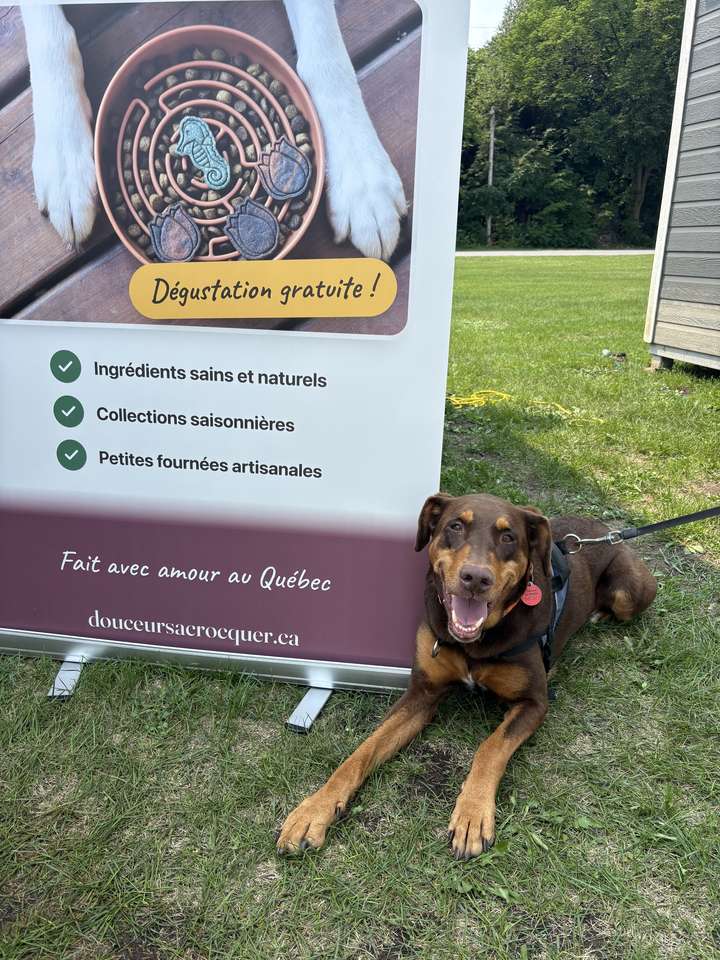 Chien brun couché devant la bannière Douceurs à Croc-quer