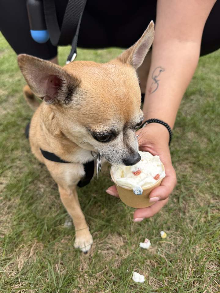 Chihuahua qui lèche un Pupfettis tenu à la main