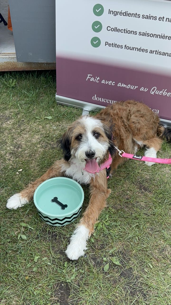 Chien bouclé couché devant son bol d'eau