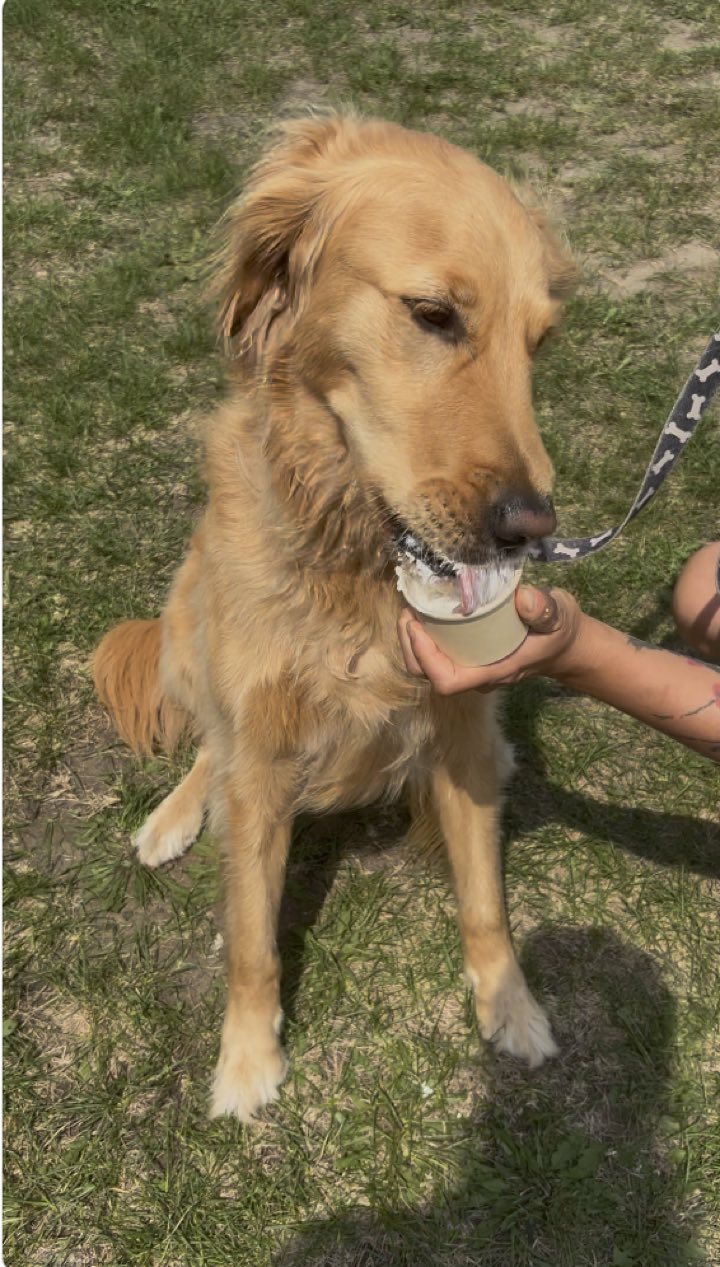 Golden retriever qui savoure un Pupfettis